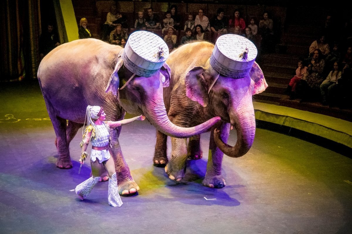    Антракт неизбежен. Каким будет воронежский цирк после реконструкции?