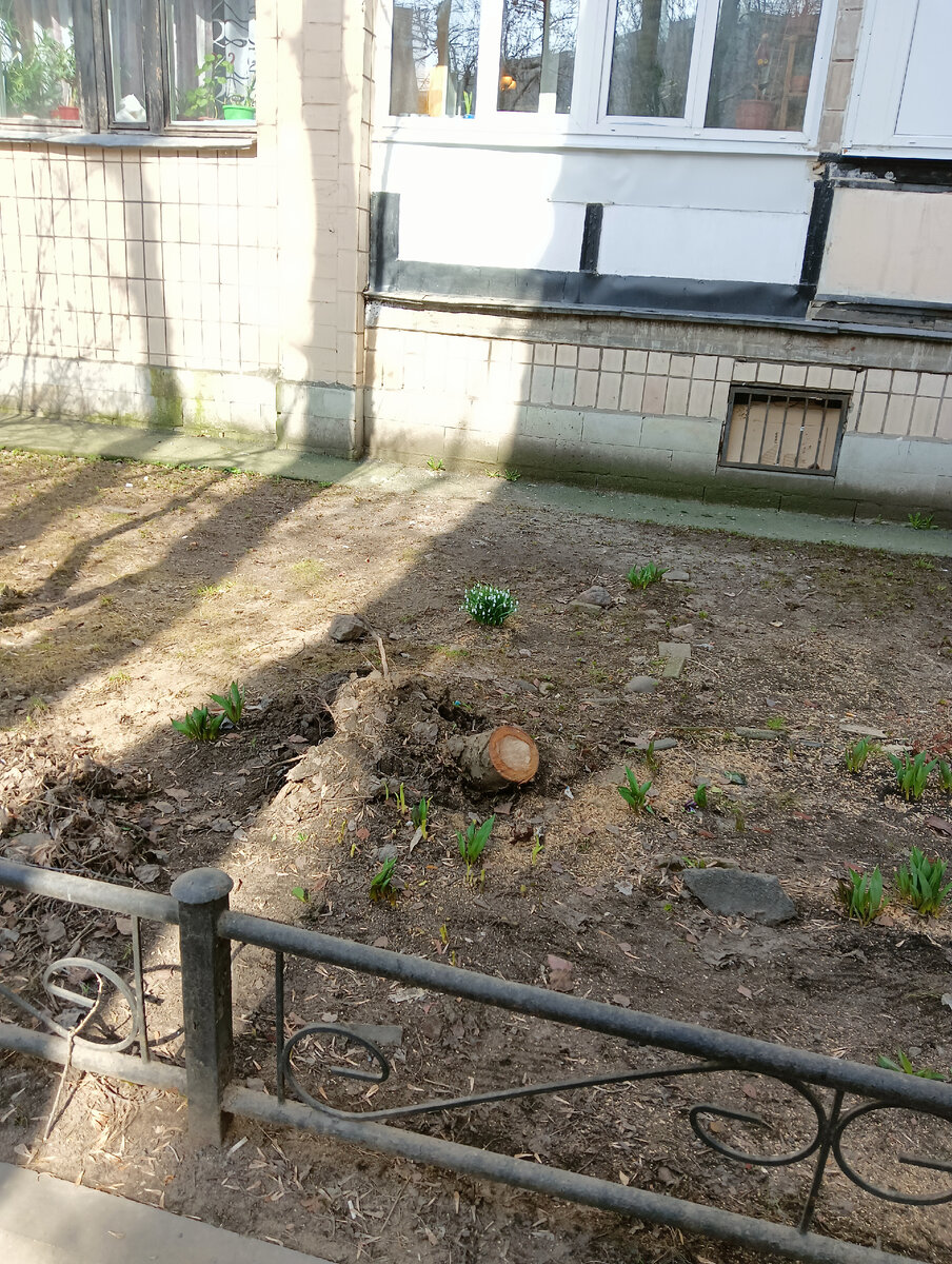 Полисадник