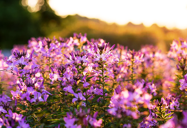 Цветение Иван-чая