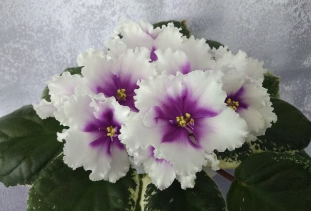 ���� ���-�����. � oir.mobi  📷
