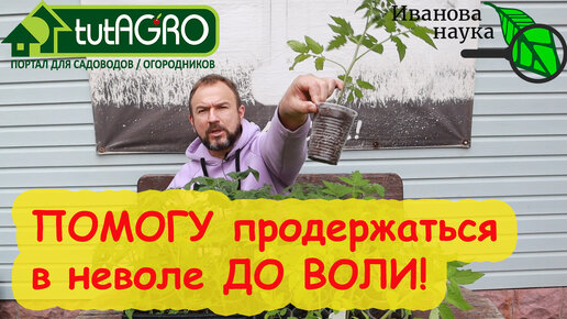 ЕСЛИ РАССАДЕ СТАЛО ТЕСНО, А ЗЕМЛИ УЖЕ НЕТ - ОДНИ КОРНИ, это средство поможет ей продержаться! 3 варианта подкормки рассады, которой тесно.