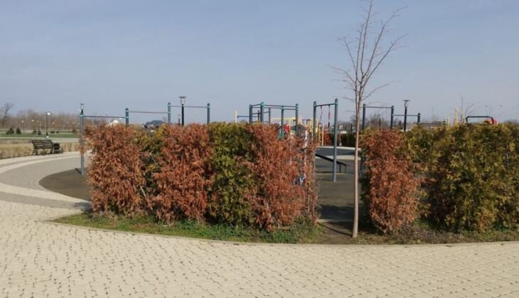    В Сочи ученые прогнозируют вспышку усыхания растений