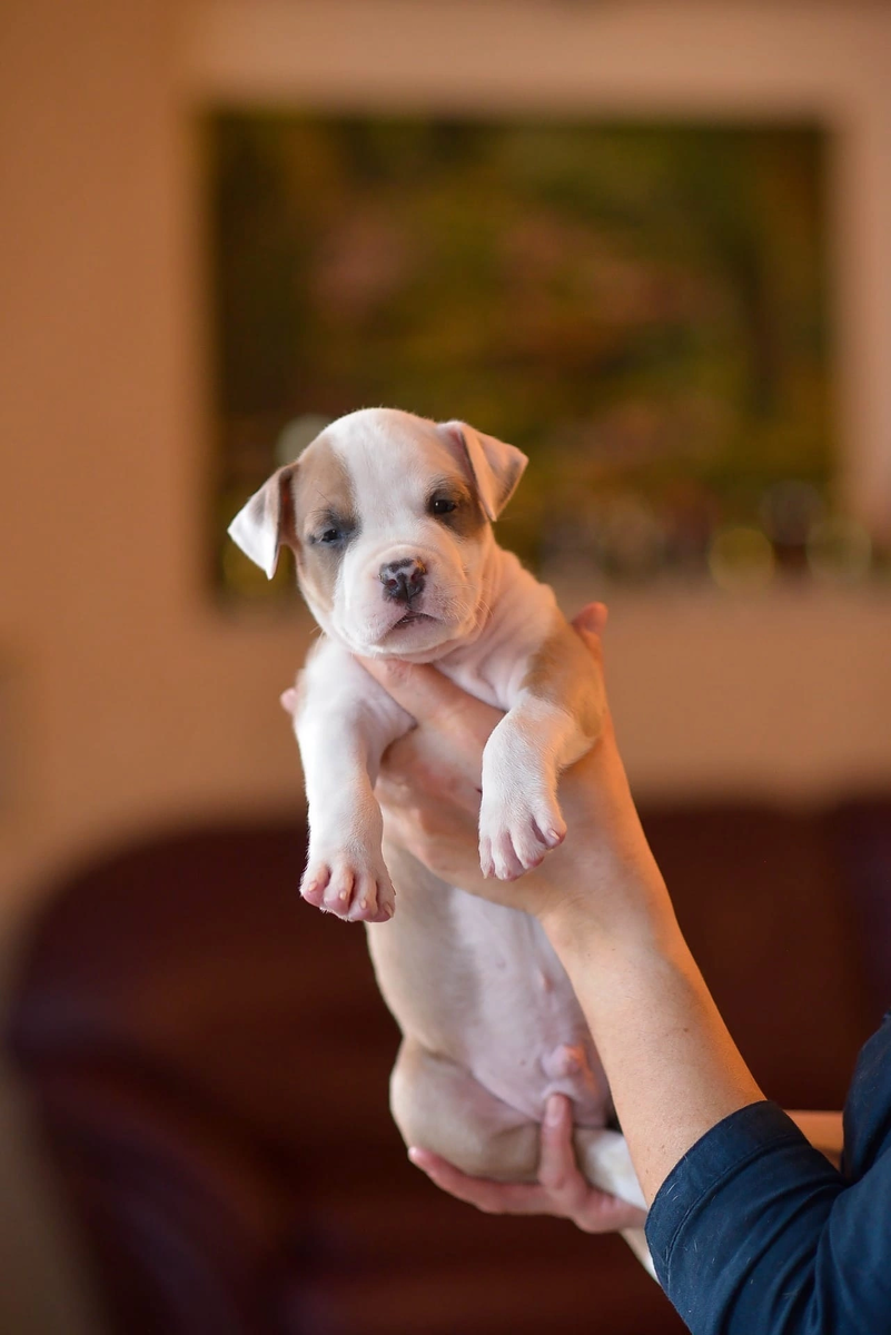 ХАММЕР (Anrise Vivendi VAILR (Mashel Spirit Hikari/Mashel Spirit Sprazzi Di Sole)) 
Дата рождения 29.10.2022 