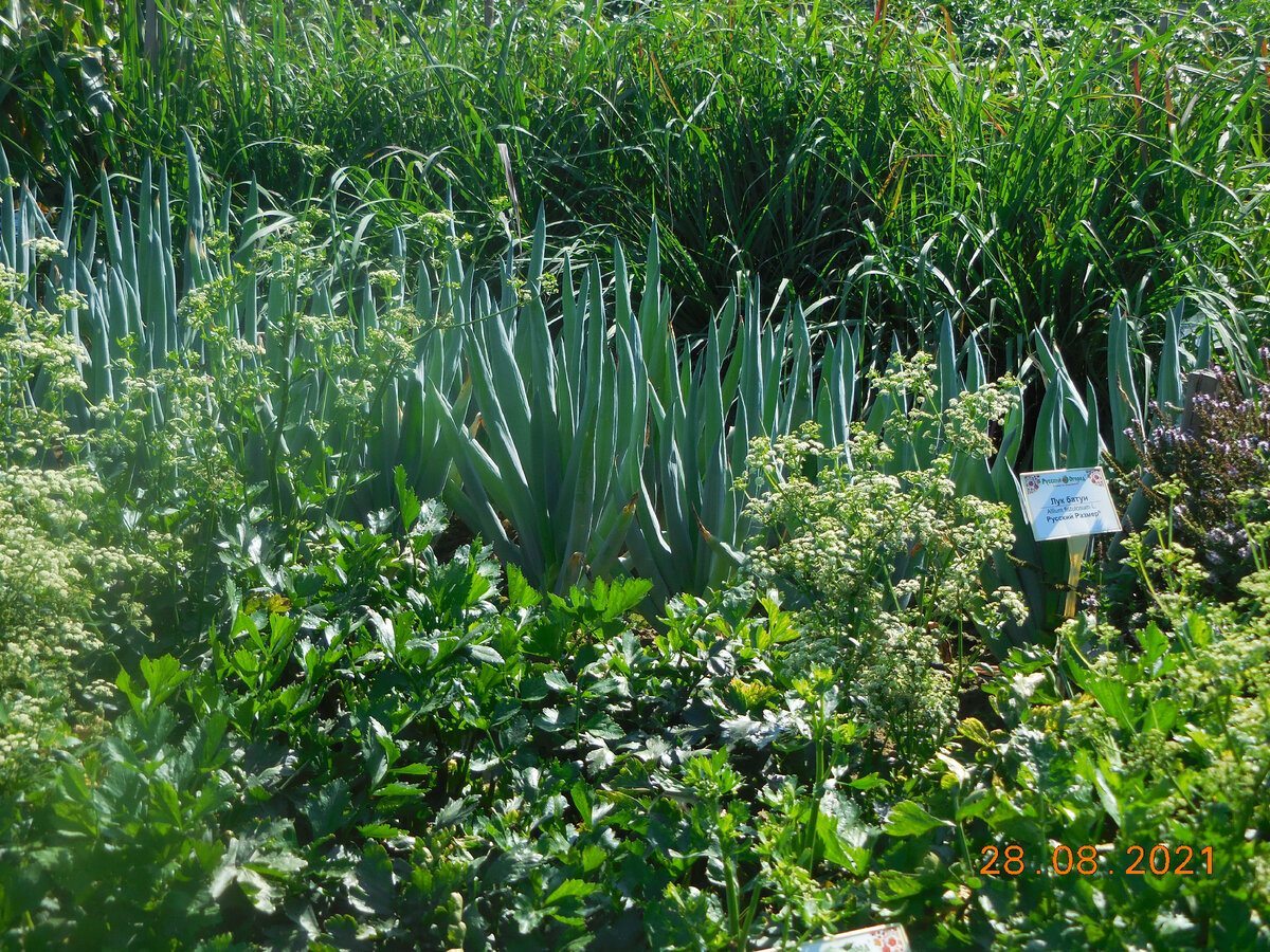 Лук батун "Русский Размер" (фото с выставки)
