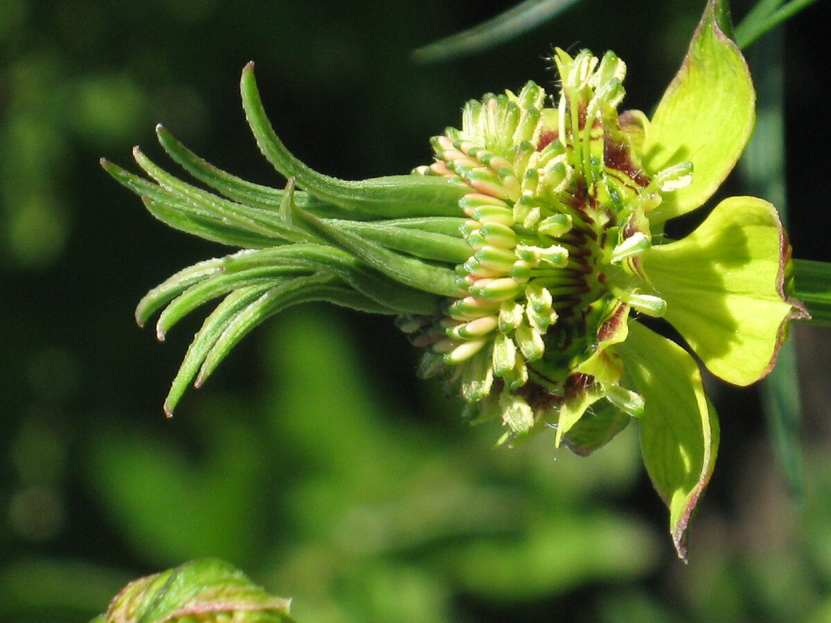 Удивительный цветок - девица в зелени, пора сеять семена в грунт ...