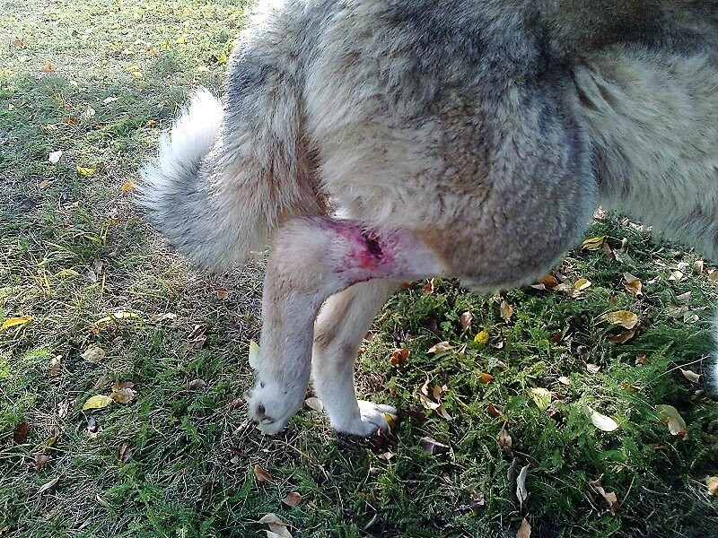 Нога была в капкане