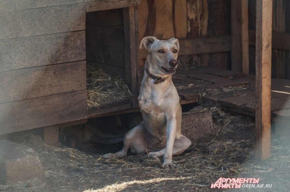    В Оренбурге объявлен аукцион на отлов бродячих собак.