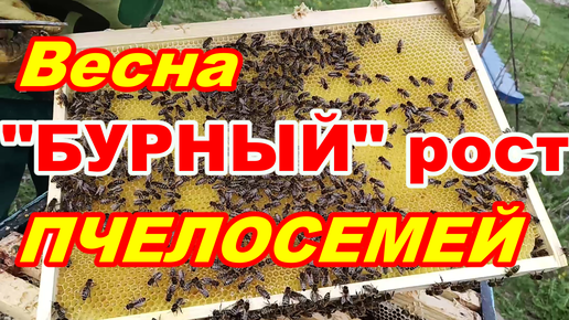 БУРНЫЙ рост ПЧЕЛОСЕМЕЙ весной ! Скоро ставить магазины ПЧЁЛАМ !