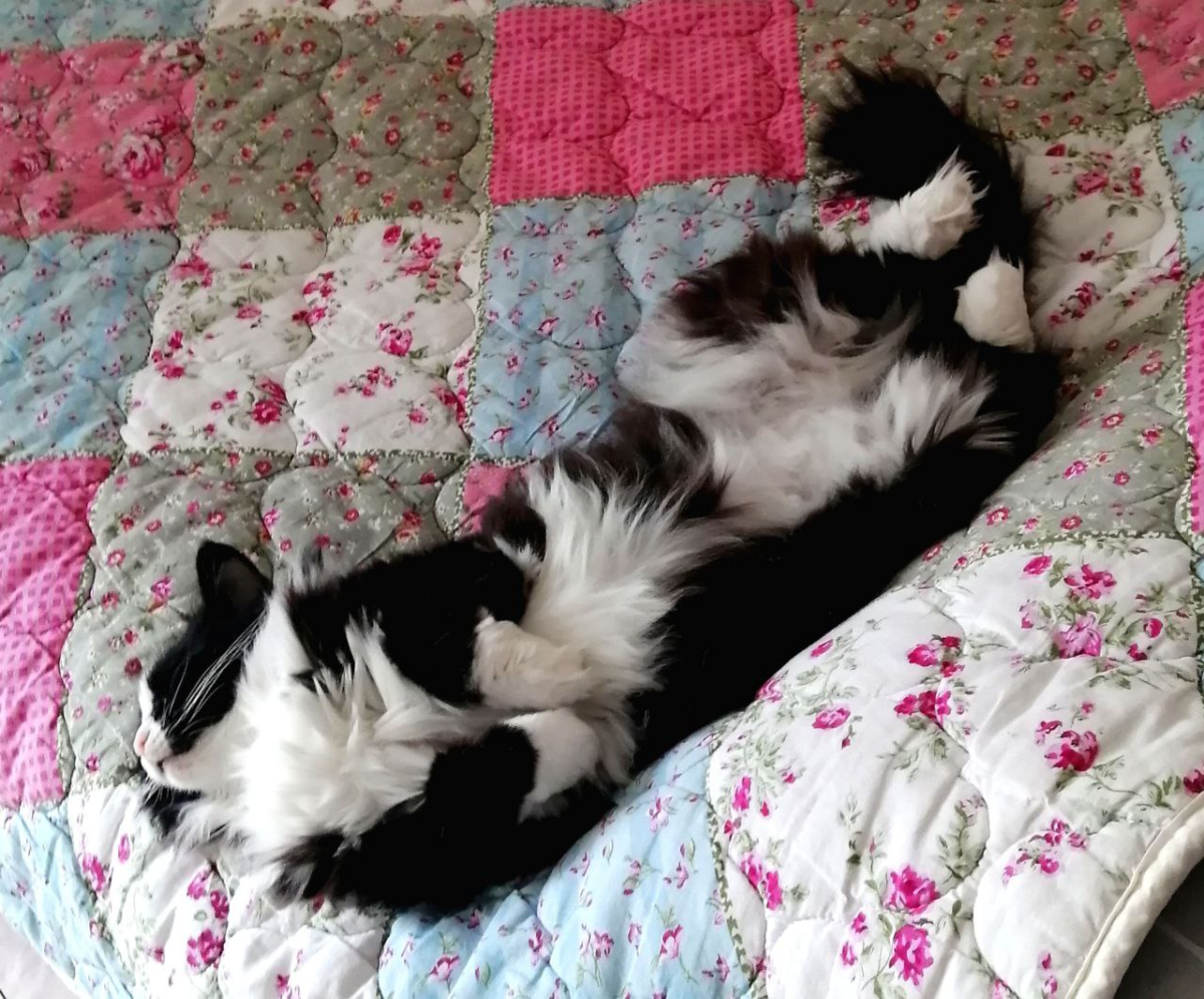 Моя кошка точно знает, как быть комфортной в любых условиях :)