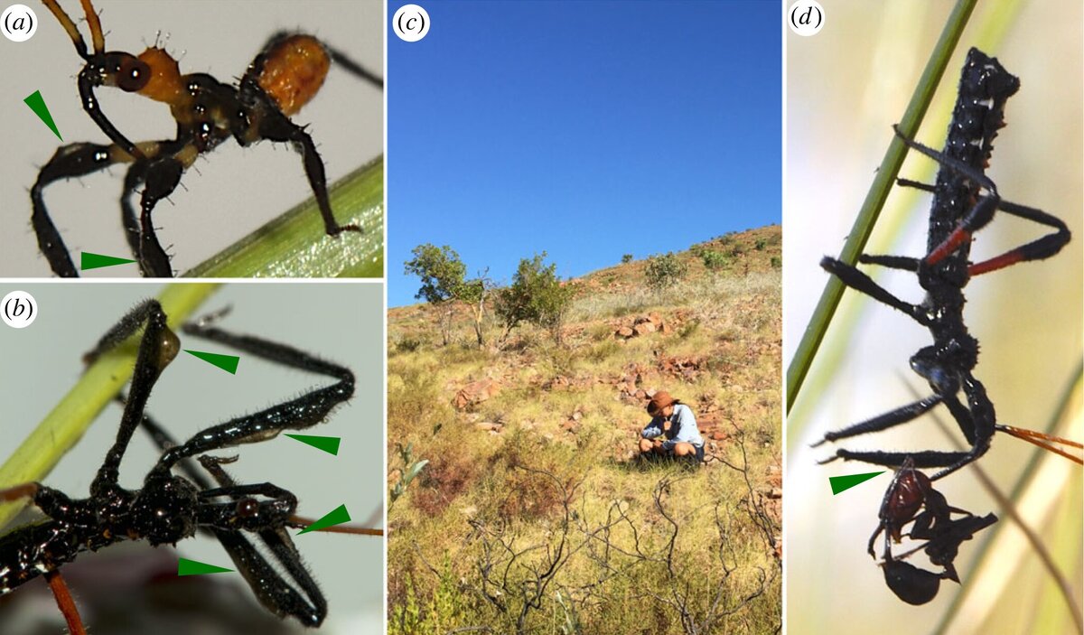   Fernando G. Soley and Marie E. Herberstein / Biology Letters, 2023