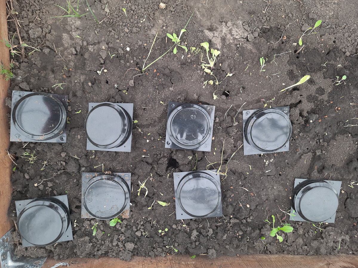 От такого муравьиного порядка положила на ночь почти все свои ловушки со свежей приманкой