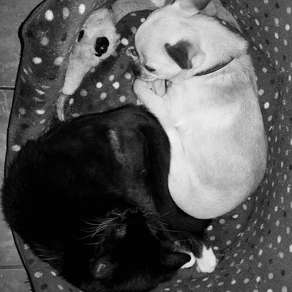 Теперь Пабло счастлив. Он перестал злиться на присутствие других животных и у него теперь есть друзья