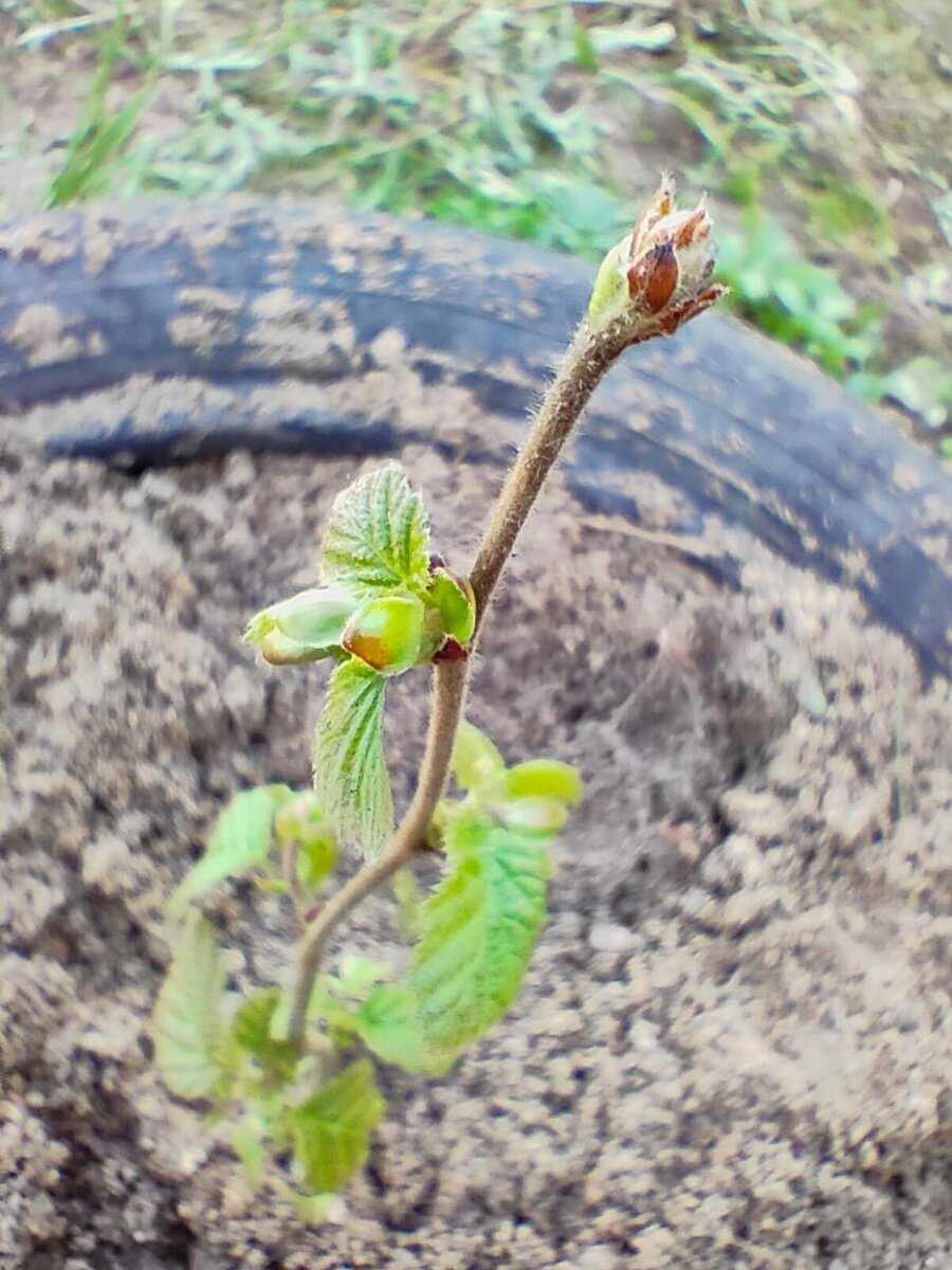 Фото автора "Зеленый фундук"