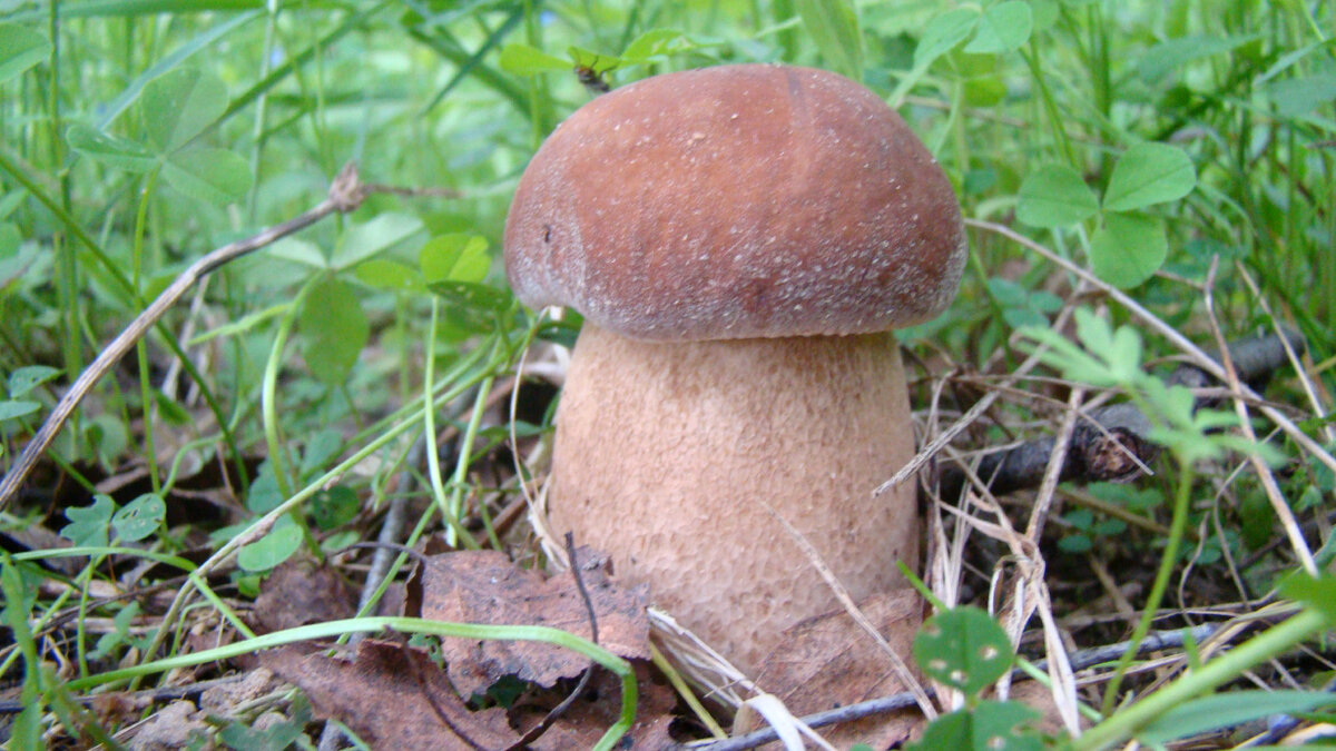 Фото автора. Белый гриб сетчатый.