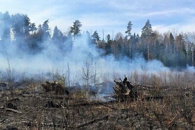    Лесной пожар © Пресс-служба Комитета лесного хозяйства Московской области