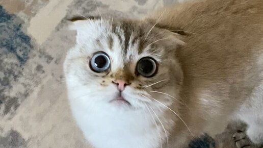 Кошка лелика. Лёлик и Миса котики. Миса и Лелик коты. Лёлик и Миса фото. Кошка Миса и ее сын Лелик.