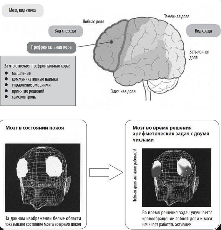 Вид и функции мозга и его долей.