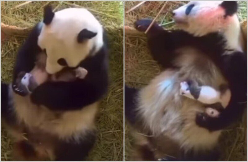    Видео: вся правда о том, как это — работать с большими пандами