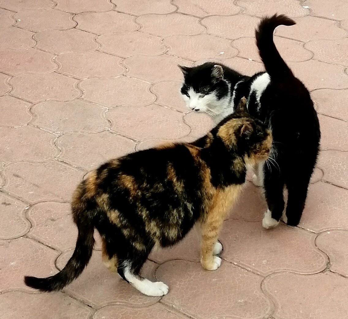 Моя пузатая Мурка со своим Котиком. Фото автора