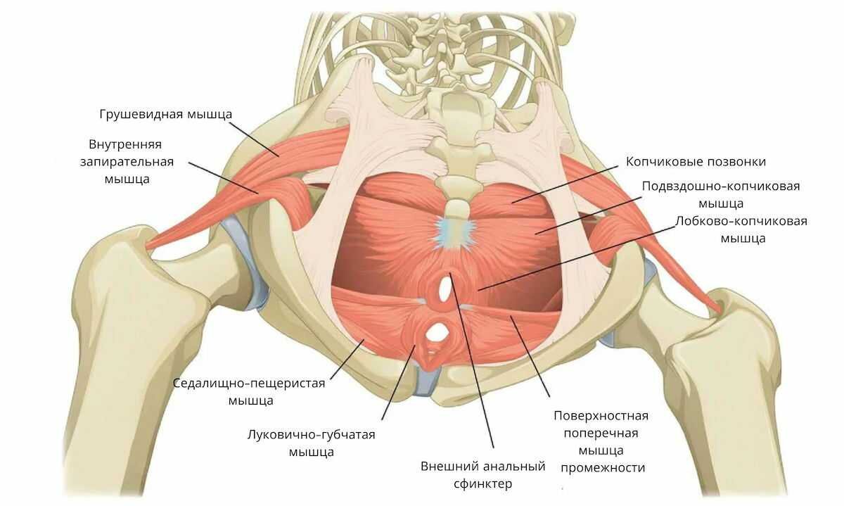 Фото с сайта https://chzs.ru/health/fascii-promeznosti-anatomia-struktura-funkcii.html