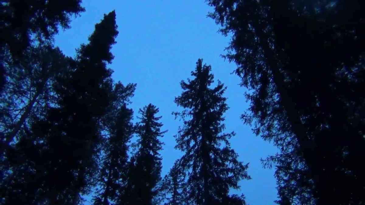 сумерки в тайге макушки деревьев - смотрите на видео внизу статьи