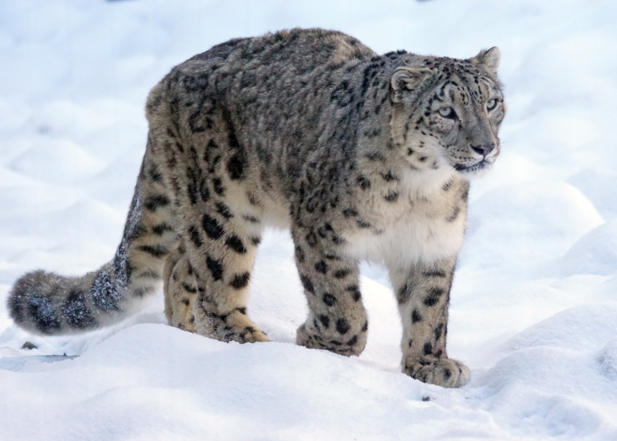 Барс мене. Ирбис. Снежный Барс Тотем. - Снежный Барс (Panthera uncia. Снежный Барс в Таджикистане.