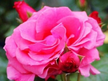 Роза Лавиния (Lawinia)