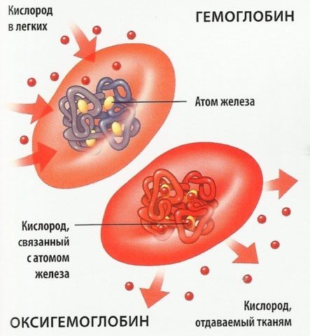  Главная функция эритроцитов – перенос кислорода в организме