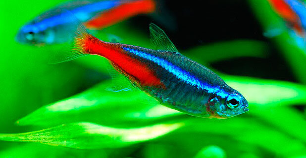 Неончики это очень красивые и яркие рыбки.