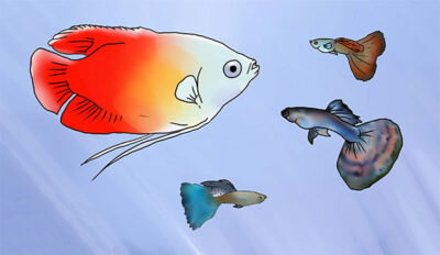 Гуры несомненно крупнее гупешек, но если не перенаселять аквариум, то ни каких проблем возникнуть не должно.