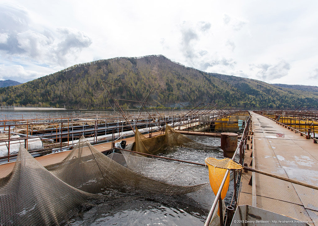 Форелевое хозяйство черемушки хакасия. Форелевое хозяйство саяногорск. Форелевое хозяйство изербель саяногорск. Форелевое хозяйство изербель саяногорск. База отдыха изербель саяногорск.