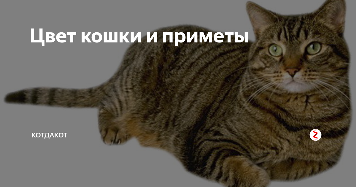ваша кошка. окраски кошек. влияние кошки на женщину. как котики влияют на человека. как влияет расцветка кошки.