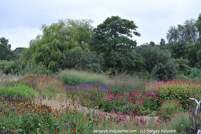Просо в саду Pensthorpe