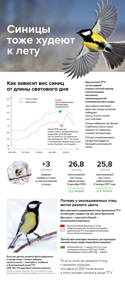 Чтобы посмотреть инфографику, щелкните, пожалуйста, на картинку. Она откроется в хорошем качестве, и вы узнаете, на сколько грамм толстеют синички за зиму и почему у них на лапках разноцветные кольца