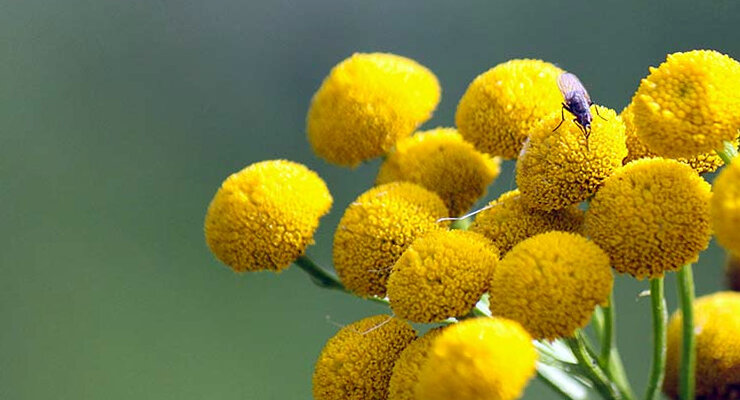 Цефалофора