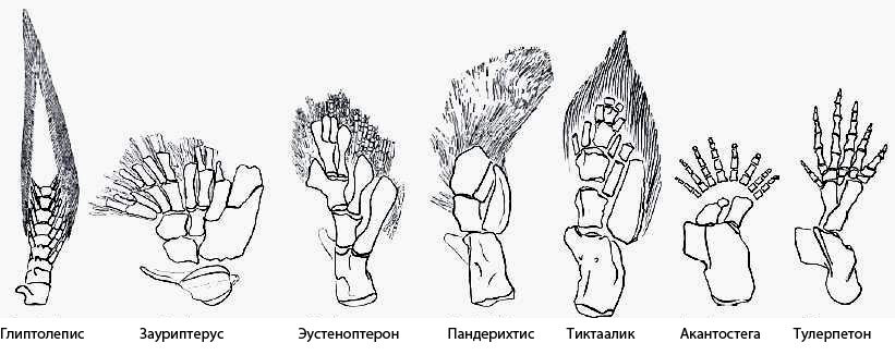 На сегодняшний день мы можем проследить историю развития нашей руки в течение всего девонского периода, от древнего плавника к пятипалой конечности наземного существа