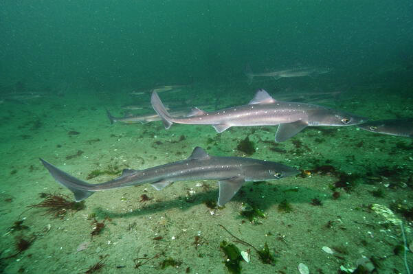 Акулы азовского моря фото с названиями