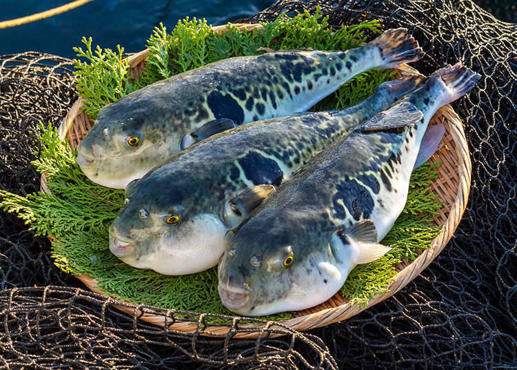 Рыба японская кухня ядовитая