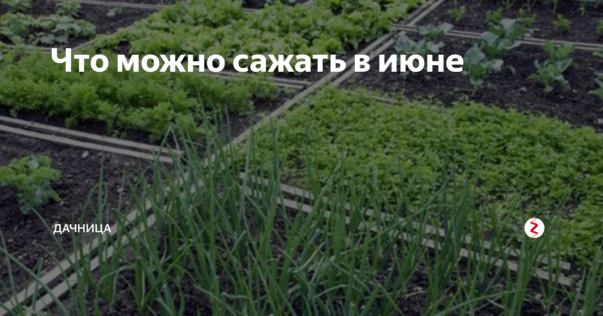 Что посадить в конце июня. Что можно посадить в мае. Что можно посадить в конце июня.