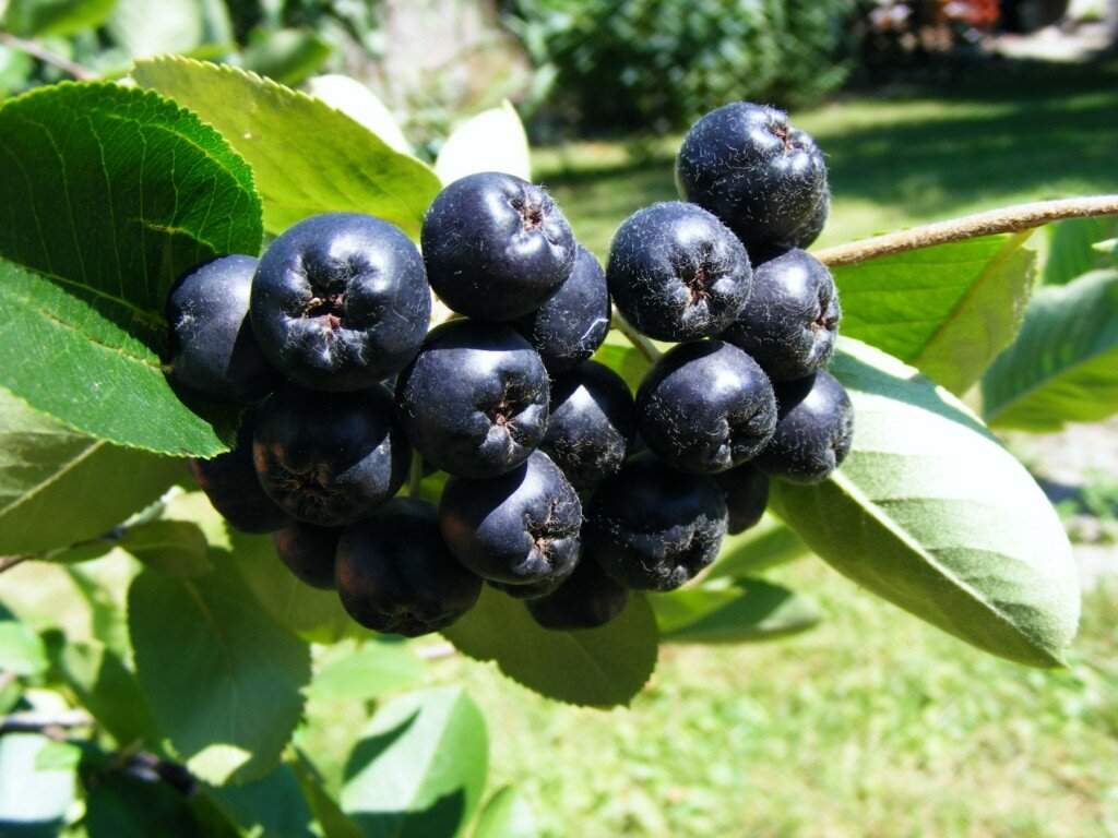 Черноплодная рябина 