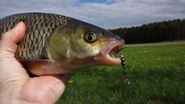 фото взято с сайта ok.ru