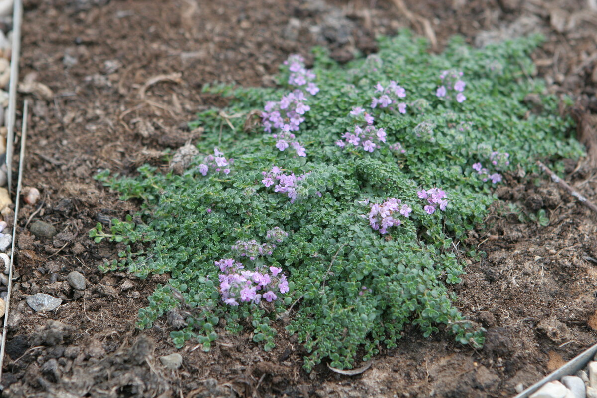 Тимьян ложнопушистый Thymus