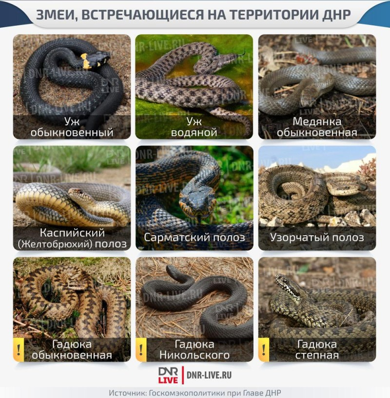 Ответы Mail.ru: Кошмары туристов Крыма: ядовитые дракончики, степные гадюки и па