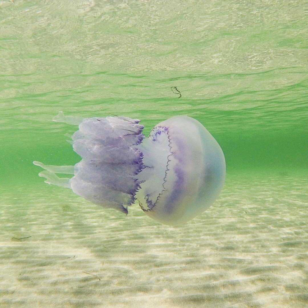 медузы черного моря у берега