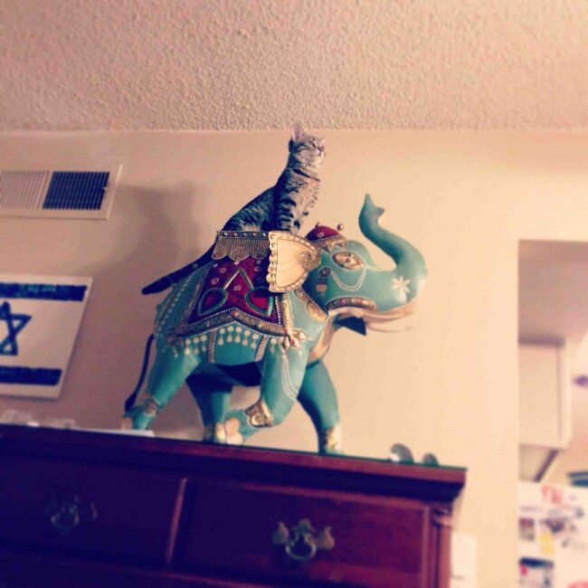 Гордый кон оседлал слона и мчится вдаль)