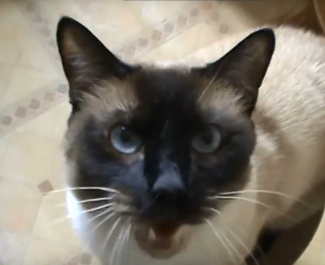 Котик мяукает