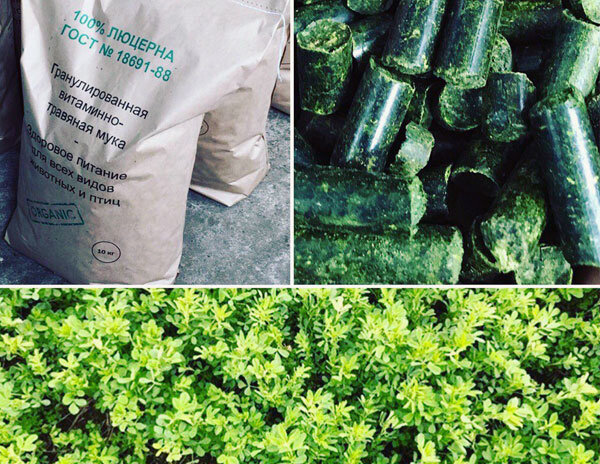 Использование ВТМ люцерны в кормлении лошадей и замена ею части овса позволяет: