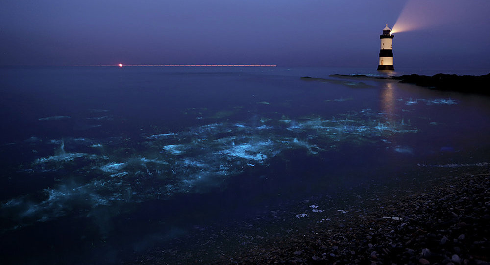 Эти крохотные организмы зажигаются как светлячки  не всегда, а, как правило, когда что-то вызывает их беспокойство – например, когда волна бьётся о берег.
.