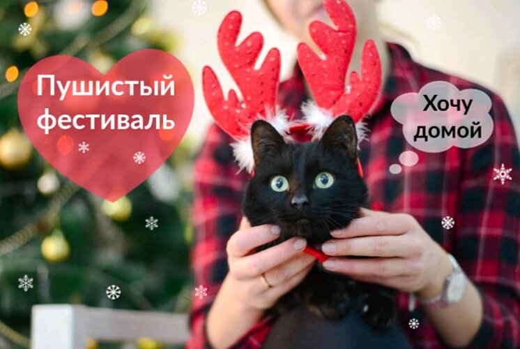 Фото: vk.com/pushisty_fest 