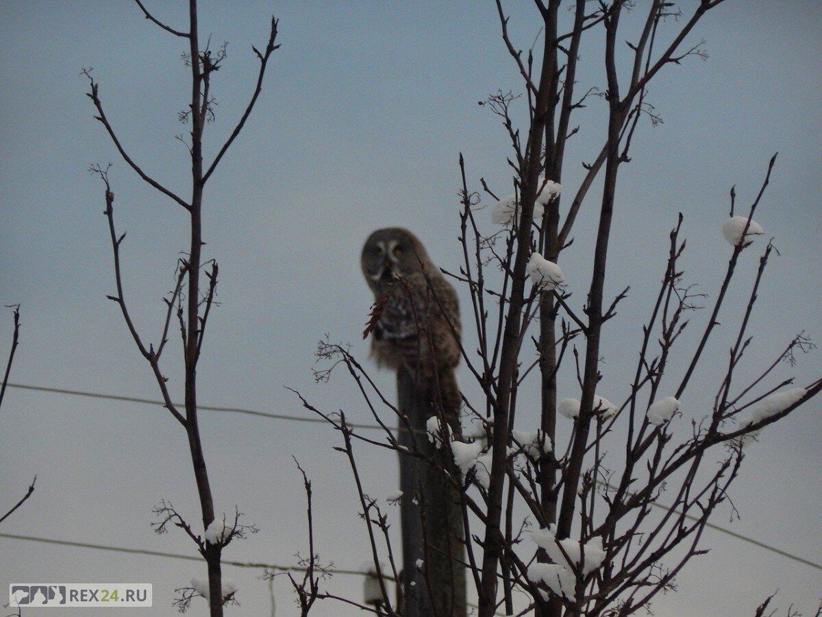 Фото: vk.com/oct_krsk